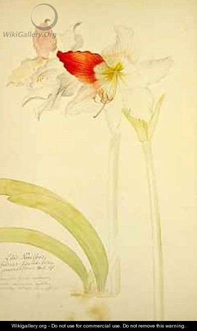 Amaryllis Lilio Narcissus Indicus - Georg Dionysius Ehret