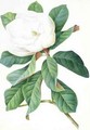 Magnolia - Georg Dionysius Ehret