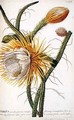Cactus Cereus from Trews Plantae Selectae - Georg Dionysius Ehret