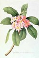 Plumeria - Georg Dionysius Ehret