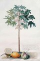 Pawpaw Tree - Georg Dionysius Ehret