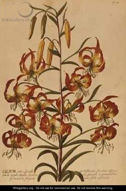 American Turkscap Lily from Plantae Selectae - Georg Dionysius Ehret