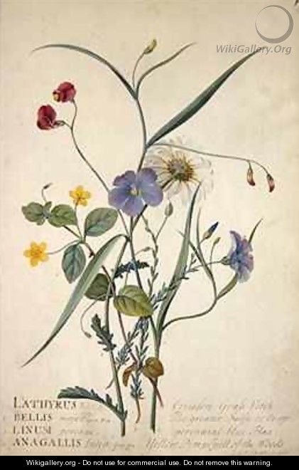 Lathyrus nissolia Chrysanthemum leucanthemum Linum perenne Lysimackia nemorum - Georg Dionysius Ehret