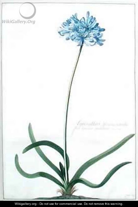 Hyacinthus africanus tuberosus flore Coeruleo Umbellato Breyn prod - Georg Dionysius Ehret