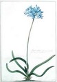 Hyacinthus africanus tuberosus flore Coeruleo Umbellato Breyn prod - Georg Dionysius Ehret