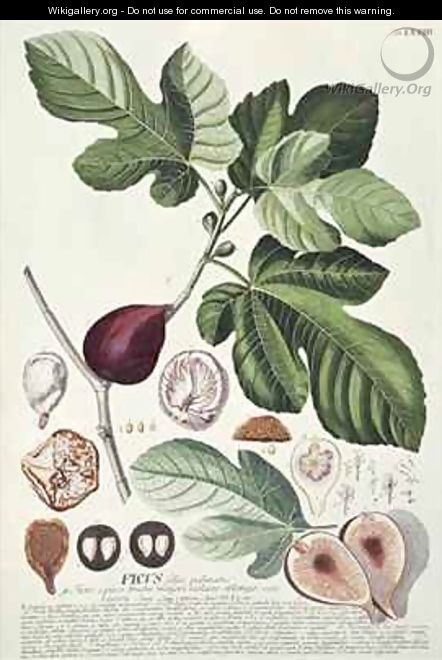 Ficus Fig - Georg Dionysius Ehret