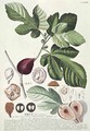 Ficus Fig - Georg Dionysius Ehret