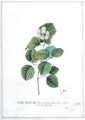Viburnum foliis Cordato orbiculatis glabris ferratis plicatis - Georg Dionysius Ehret