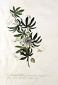 Passion Flower - Georg Dionysius Ehret