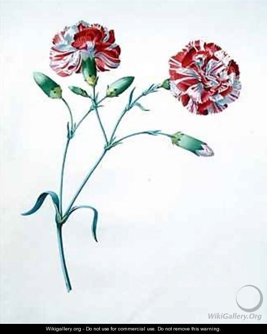 Carnation - Georg Dionysius Ehret
