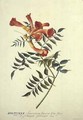 Bignonia americana watercolour - Georg Dionysius Ehret