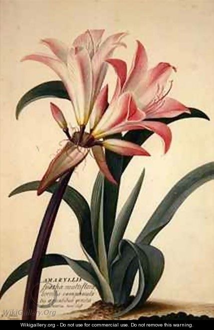 amaryllis belladonna common name