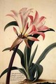 Amaryllis Belladonna - Georg Dionysius Ehret