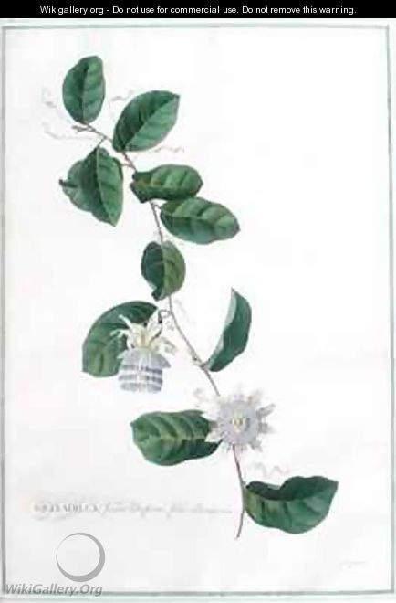 Granadilla fructu Citriformi foliis oblongis Tourn - Georg Dionysius Ehret