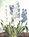 Hyacinths - (after) Edwards, J.