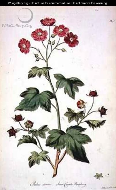 Raspberry Sweet Canada from The British Herbal - John Edwards