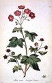 Raspberry Sweet Canada from The British Herbal - John Edwards