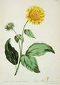 Sunflower with large jagged leaves Corona from The British Herbal - John Edwards