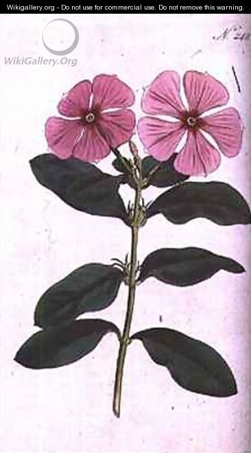 Periwinkle Vinca rosea madagascar - (after) Edwards, Sydenham Teast
