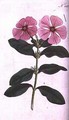 Periwinkle Vinca rosea madagascar - (after) Edwards, Sydenham Teast