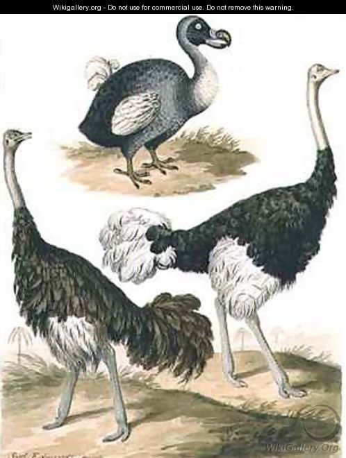 Dodo and Ostrich - Sydenham Teast Edwards