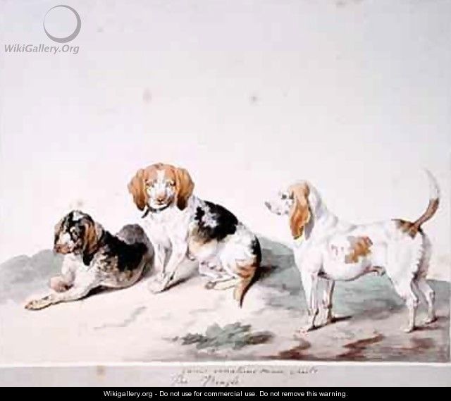 The Beagle - Sydenham Teast Edwards