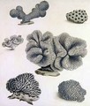 Shells and Marine Flora 4 - Sydenham Teast Edwards