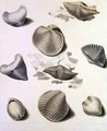 Shells and Marine Flora 3 - Sydenham Teast Edwards