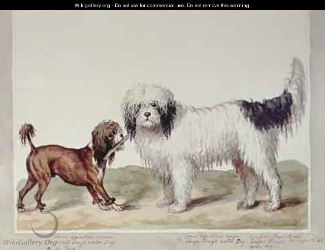 The Small Rough Water Dog or Poodle and the Large Rough Water Dog - Sydenham Teast Edwards