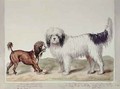 The Small Rough Water Dog or Poodle and the Large Rough Water Dog - Sydenham Teast Edwards