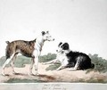 Cur or Drovers Dog - Sydenham Teast Edwards