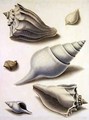 Shells and Marine Flora 2 - Sydenham Teast Edwards