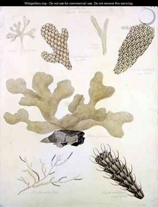 Shells and Marine Flora - Sydenham Teast Edwards