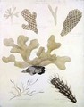 Shells and Marine Flora - Sydenham Teast Edwards