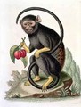 A Little Black Monkey - George Edwards