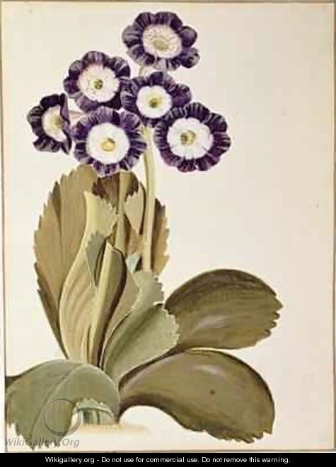 Primula Auricula - George Edwards