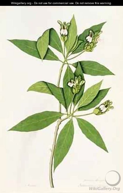 Diandria Monogynia Justicia Adhatoda of Linnaeus - George Edwards