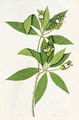 Diandria Monogynia Justicia Adhatoda of Linnaeus - George Edwards