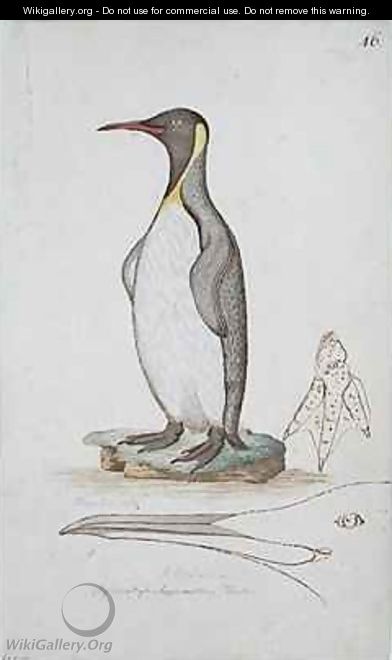 f46 King Penguin Aptenodytes patagonicus - William Ellis