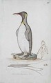 f46 King Penguin Aptenodytes patagonicus - William Ellis