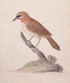f75 Greater Kamchatka Nightingale or Siberian Ruby throated Robin Luscinia calliope camschatka - William Ellis