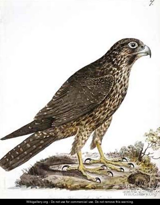 f7 Siberian Peregrine Falcon Falco perigrinus - William Ellis