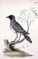f78 Black faced Cuckoo shrike Coracina novaehollandiae - William Ellis