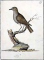 f77 Hawaiian Thrush Phaeornis obscura - William Ellis