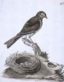 f82 Aleutain Savannah Sparrow Passerculus sandwichensis - William Ellis
