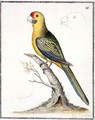 f16 Green Rosella Platycercus caledonicus - William Ellis