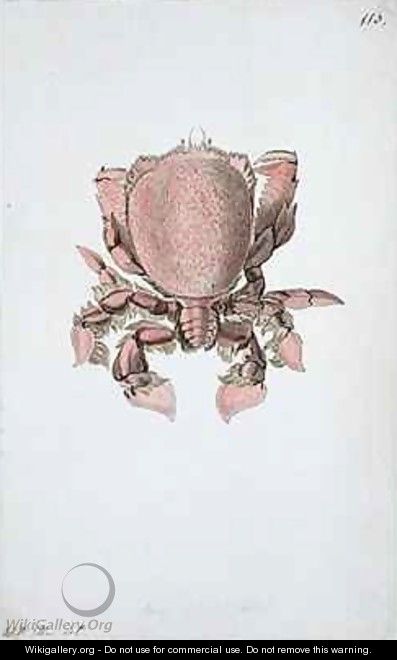 f113 Crab painted while accompanying Captain James Cook on his third voyage - William Ellis