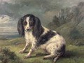 A King Charles Spaniel - William Ellis