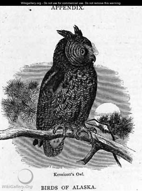 Kennicotts Owl - (after) Elliot, H. W.