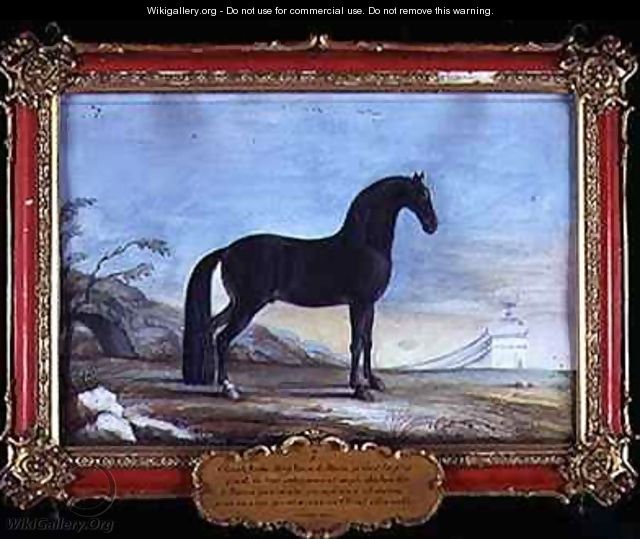 No 7 A dark bay Arab horse of the Spanish Riding School - Baron Reis d